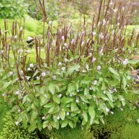 Media resource of Epilobium anagallidifolium